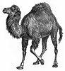 camel